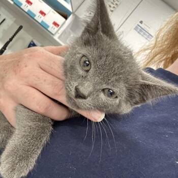 Tito -  Domestic Short Hair Cat for Adoption in Newark, New Jersey - Tito | PetCurious