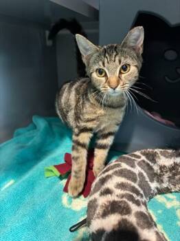 QR CODE -  Domestic Short Hair Cat for Adoption in Leesburg, Virginia - QR CODE | PetCurious