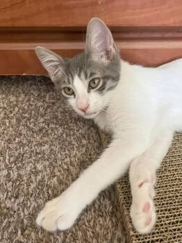 Rescue Domestic Short Hair Cats for Adoption in Beaverton, Oregon - Zeus | PetCurious