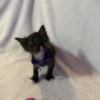 Stapler -  Domestic Medium Hair Cat for Adoption in Liverpool, Texas - Stapler | PetCurious