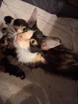 MOMMA -  Domestic Short Hair Cat for Adoption in San Antonio, Texas - MOMMA | PetCurious