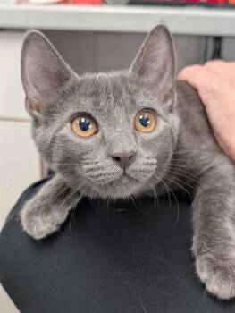 LINT -  Domestic Short Hair Cat for Adoption in Canfield, Ohio - LINT | PetCurious