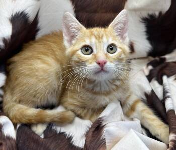 Domestic Short Hair and Tabby Cats Available for Adoption in San Diego, California - Fish Cakes | PetCurious