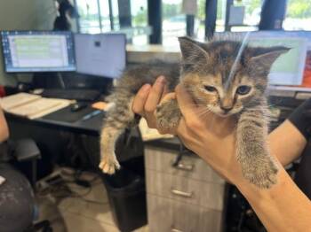 MEGAN -  Domestic Short Hair Cat for Adoption in Rowlett, Texas - MEGAN | PetCurious