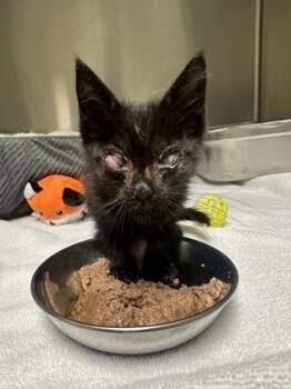 Cherise -  Domestic Short Hair Cat for Adoption in Memphis, Tennessee - Cherise | PetCurious
