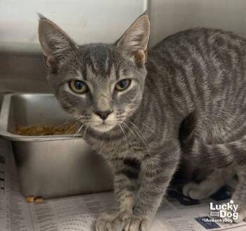 Yuki -  Domestic Short Hair Cat for Adoption in Washington, District Of Columbia - Yuki | PetCurious