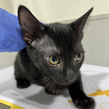 Rocco -  Domestic Short Hair Cat for Adoption in Tampa, Florida - Rocco | PetCurious