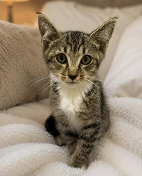 American Shorthair Cats Available for Adoption in Homestead, Florida - Peekaboo | PetCurious