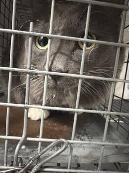 FIONA -  Domestic Medium Hair Cat for Adoption in Las Vegas, Nevada - FIONA | PetCurious