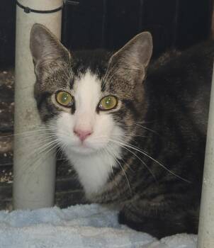 Tabby Cats Available for Adoption - Tomboy | PetCurious