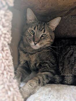 Domestic Short Hair Cats Available for Adoption in Palm Harbor, Florida - Orla | PetCurious