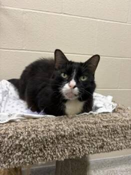 Timon -  Domestic Short Hair Cat for Adoption in Valparaiso, Indiana - Timon | PetCurious