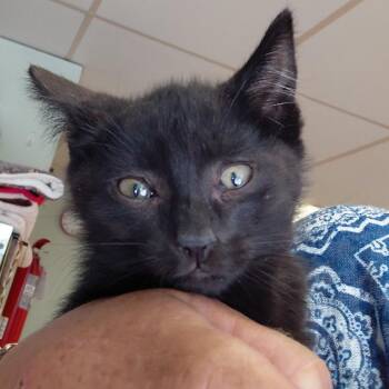 John -  Domestic Short Hair Cat for Adoption in Spokane, Washington - John | PetCurious