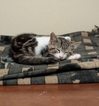 Rescue Domestic Short Hair Cats for Adoption in Walled Lake, Michigan - Penelopie | PetCurious