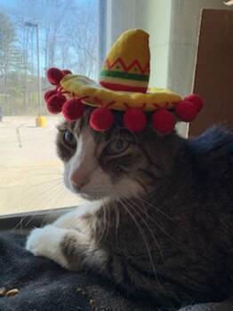 Domestic Short Hair Cats Available for Adoption in Stratham, New Hampshire - Dozer | PetCurious