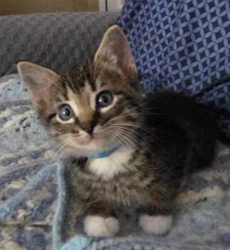 Hudson -  Domestic Short Hair Cat for Adoption in Tomah, Wisconsin - Hudson | PetCurious