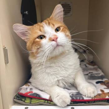 Barney -  Domestic Medium Hair Cat for Adoption in Naperville, Illinois - Barney | PetCurious