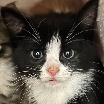 Alan -  Domestic Short Hair Cat for Adoption in Park City, Utah - Alan | PetCurious