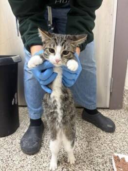 Logan -  Domestic Short Hair Cat for Adoption in Westland, Michigan - Logan | PetCurious