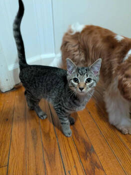 Rescue Domestic Short Hair Cats for Adoption in Youngsville, North Carolina - Fizzgig25 | PetCurious