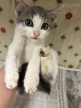 SYDNEY -  Domestic Short Hair Cat for Adoption in Riverside, California - SYDNEY | PetCurious