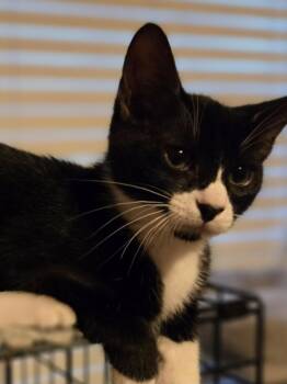 Odyssey -  Tuxedo Cat for Adoption in Centerville, Georgia - Odyssey | PetCurious