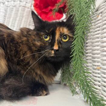 Domestic Long Hair Cats Available for Adoption - Shoyu 55050 | PetCurious