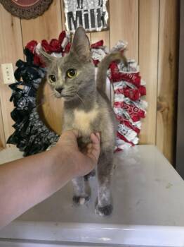 Sundae -  Domestic Short Hair and Extra Toes Cat Hemingway Polydactyl Cat for Adoption in Cosby, Tennessee - Sundae | PetCurious