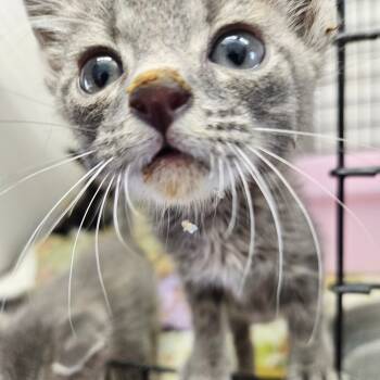 Rescue Domestic Short Hair Cats for Adoption in Kingman, Kansas - Kenickie | PetCurious