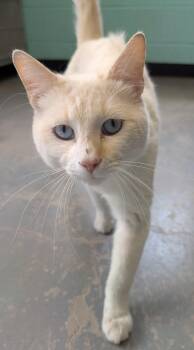 Domestic Short Hair and Siamese Cats Available for Adoption in Bisbee, Arizona - Henry | PetCurious