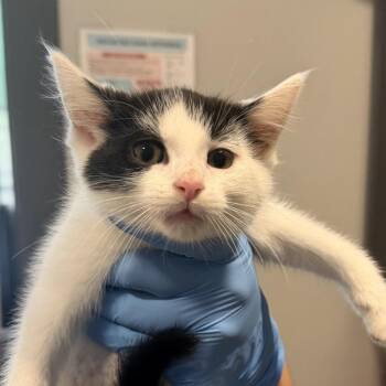 Noah -  Domestic Short Hair Cat for Adoption in Hattiesburg, Mississippi - Noah | PetCurious