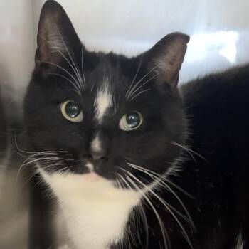 Domestic Short Hair Cats Available for Adoption in Henderson, Kentucky - Hubert | PetCurious