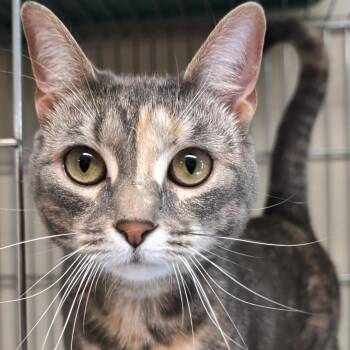 Domestic Short Hair Cats Available for Adoption in West Jefferson, Ohio - Luna | PetCurious
