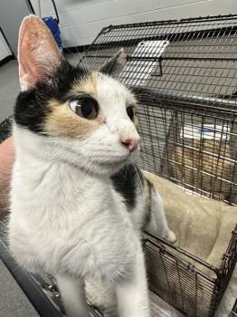 CHANEL -  Domestic Short Hair Cat for Adoption in Kalamazoo, Michigan - CHANEL | PetCurious