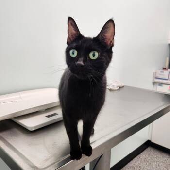 Domestic Short Hair Cats Available for Adoption - Velvet | PetCurious