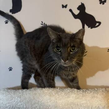 Cocoa -  Domestic Short Hair Cat for Adoption in Hamilton Township, New Jersey - Cocoa | PetCurious