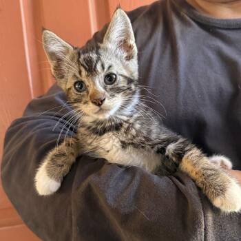 Domestic Short Hair Cats Available for Adoption in Huntington Beach, California - Tim | PetCurious