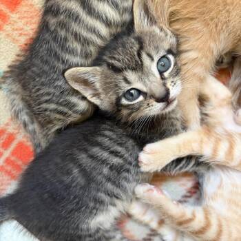 El G -  Domestic Short Hair Cat for Adoption in Morristown, Vermont - El G | PetCurious