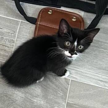Ophelia -  Domestic Medium Hair Cat for Adoption in Bolingbrook, Illinois - Ophelia | PetCurious