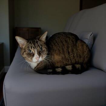 Rescue Tabby Cats for Adoption in Chuckey, Tennessee - Lucy SC | PetCurious