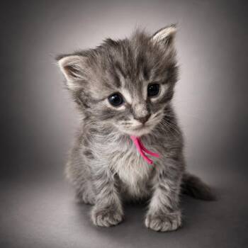 Vanilla (Pink Collar) -  Domestic Medium Hair Cat for Adoption in Newport, Tennessee - Vanilla (Pink Collar) | PetCurious