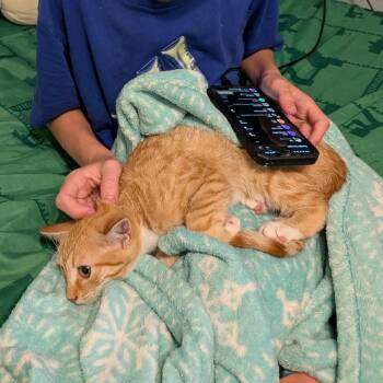 Delilah -  American Shorthair Cat for Adoption - Delilah | PetCurious