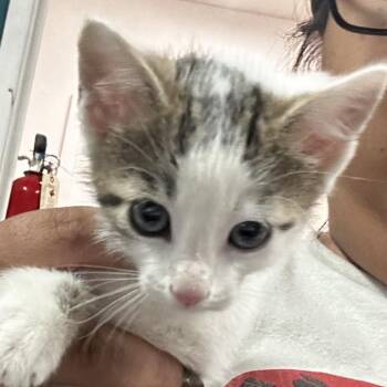 Shreds -  Domestic Short Hair Cat for Adoption in Leander, Texas - Shreds | PetCurious