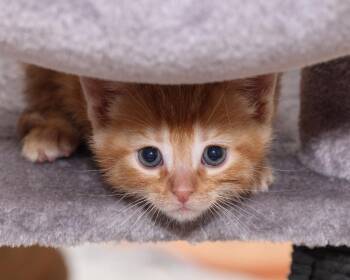 Tigger -  Domestic Short Hair Cat for Adoption in Ferndale, Michigan - Tigger | PetCurious