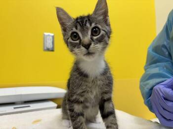Elaine -  Domestic Short Hair Cat for Adoption in Raleigh, North Carolina - Elaine | PetCurious