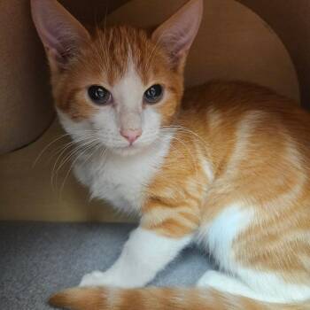 Mango -  Domestic Short Hair Cat for Adoption in Grantsville, Utah - Mango | PetCurious