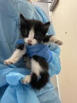 Tuff -  Domestic Medium Hair and Domestic Short Hair Cat for Adoption in Roseville, California - Tuff | PetCurious