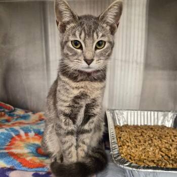 Marie Antoinette -  Domestic Short Hair Cat for Adoption in West Palm Beach, Florida - Marie Antoinette | PetCurious