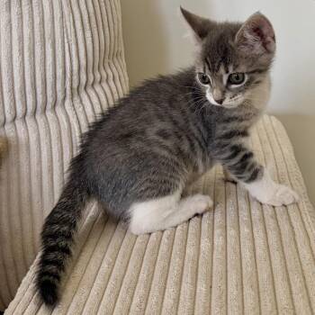 Misty -  Domestic Short Hair Cat for Adoption in Los Angeles, California - Misty | PetCurious