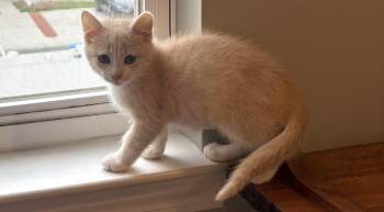 Peaches -  Domestic Short Hair Cat for Adoption in Charlotte, North Carolina - Peaches | PetCurious